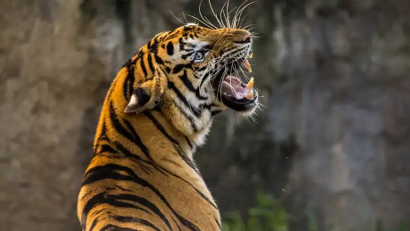 Работник зоопарка лишился рук при попытке искупать тигра