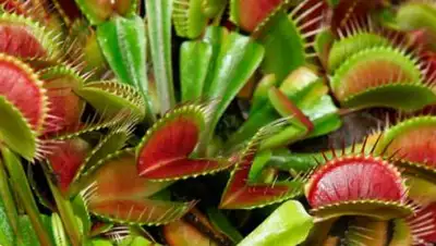 gileya.kherson, фото - Новости Zakon.kz от 01.04.2021 07:39