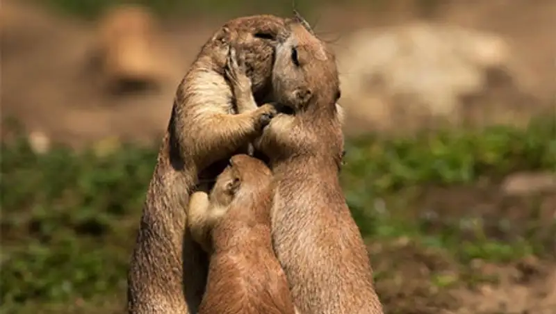 Зверская любовь