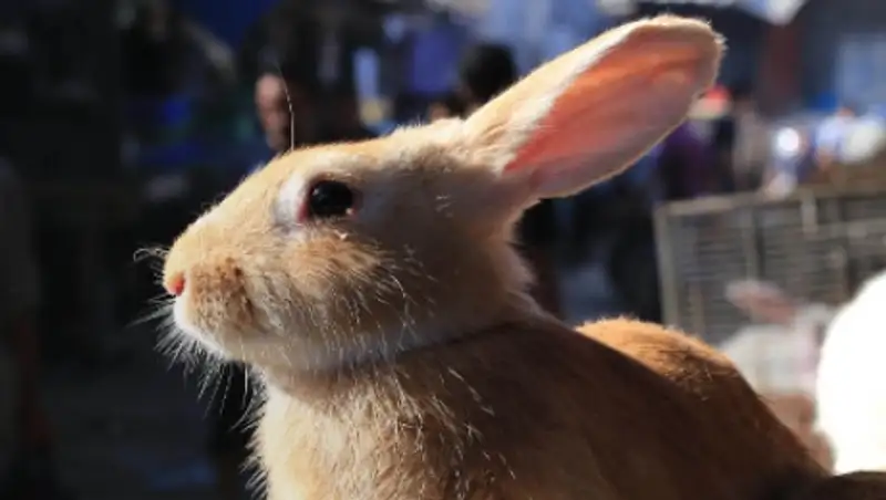 Датский радиоведущий убил крольчонка в прямом эфире