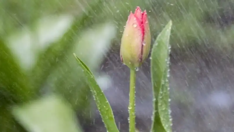Пасмурную ветренную погоду с дождями прогнозируют синоптики в стране в ближайшие дни