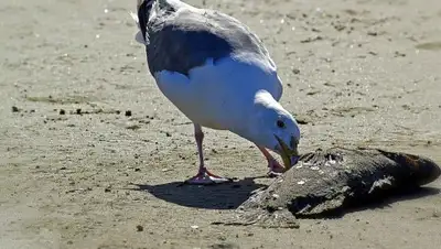 СС0 / Brigitte Werner, фото - Новости Zakon.kz от 31.03.2019 10:46