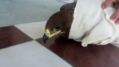 ATPress.kz, фото - Новости Zakon.kz от 15.09.2019 06:49