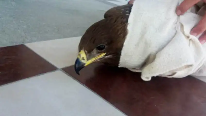 Краснокнижный орел попросил помощи у нефтяников