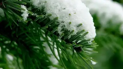 vsepitomniki.ru, фото - Новости Zakon.kz от 01.03.2018 09:31