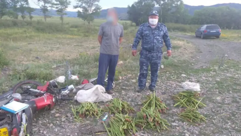 Уголовная ответственность за сбор редкого растения грозит жителю ВКО