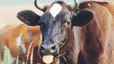 JumPic.com, фото - Новости Zakon.kz от 13.12.2019 01:22