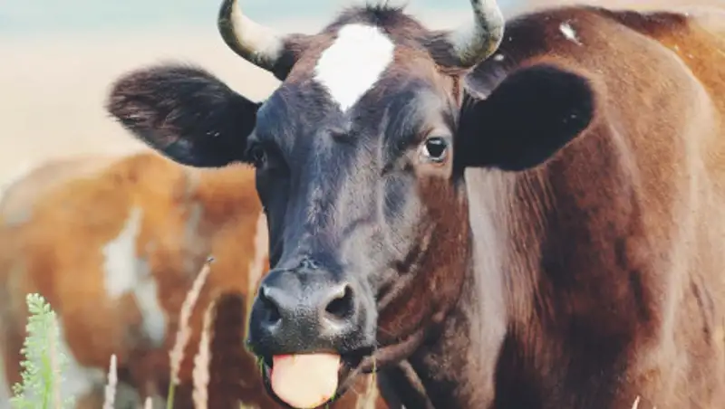 Корову принесли в жертву ради работы генератора ТЭЦ в Аксу