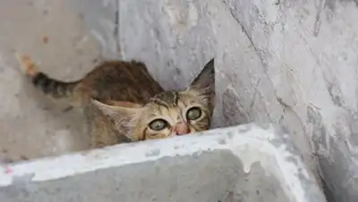 Zakon.kz, фото - Новости Zakon.kz от 06.10.2016 22:26