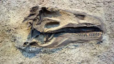 Португалия раскопки динозавр, фото - Новости Zakon.kz от 30.08.2022 13:21
