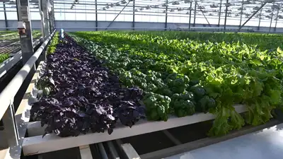 В Казахстане утвердили требования к фермерским теплицам, фото - Новости Zakon.kz от 28.04.2023 17:14