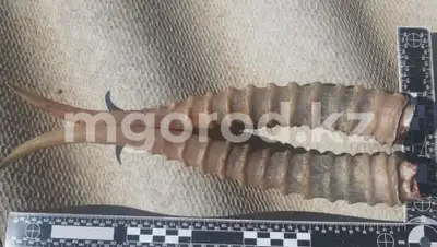 mgorod.kz, фото - Новости Zakon.kz от 08.07.2020 11:28