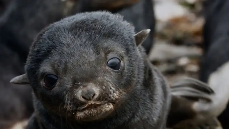 Жительницу Канады оштрафовали за попытку спасти морского котика