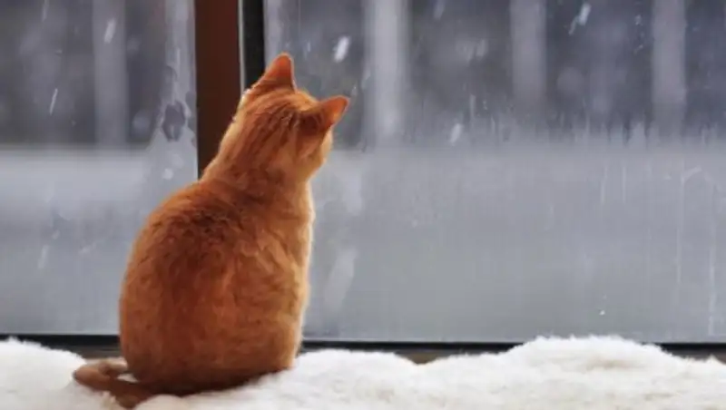 На большей части территории Казахстана ожидается снег