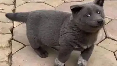 Gấu Mèo Bắc Mỹ, фото - Новости Zakon.kz от 29.02.2020 15:04