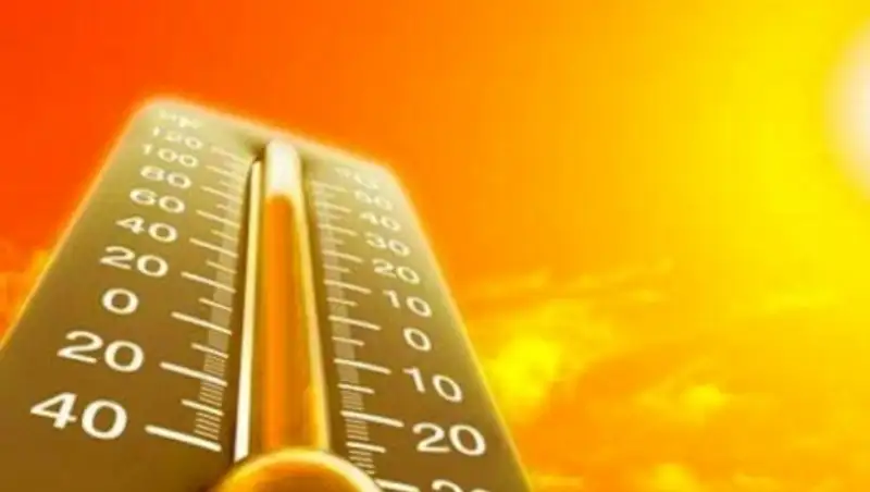 Массовый падеж скота в Кызылординской области связывают с аномальной жарой