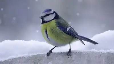 как правильно подкармливать птиц зимой , фото - Новости Zakon.kz от 23.01.2023 15:23