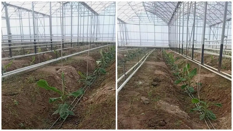 В Казахстане впервые начали выращивать бананы в промышленных масштабах, фото - Новости Zakon.kz от 14.08.2023 10:24