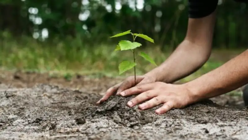 95 деревьев высадит частная фирма за вырубку в Павлодаре