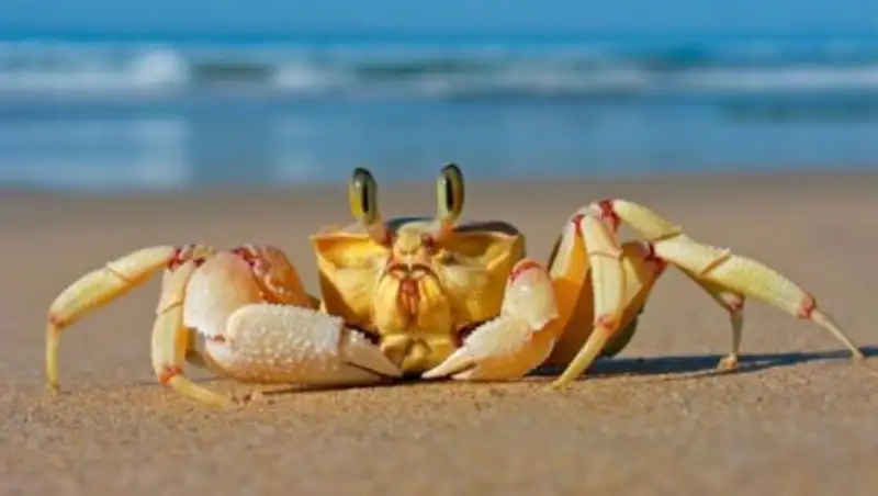 Смыв антидепрессантов в море спровоцировал войну между животными