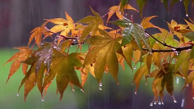 На севере и в центре Казахстана пройдут дожди