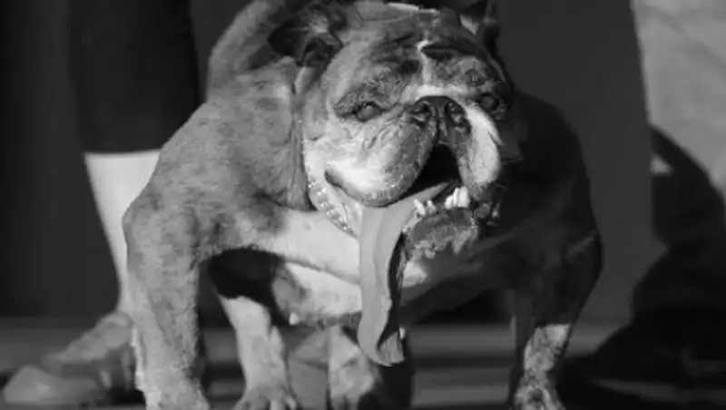 Умерла самая уродливая в мире собака