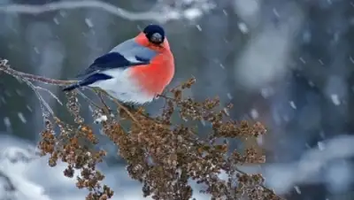 Zakon.kz, фото - Новости Zakon.kz от 12.12.2014 14:34