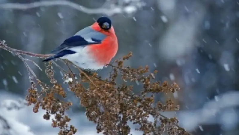 Погода без осадков сохранится сегодня лишь на юге и юго-востоке страны