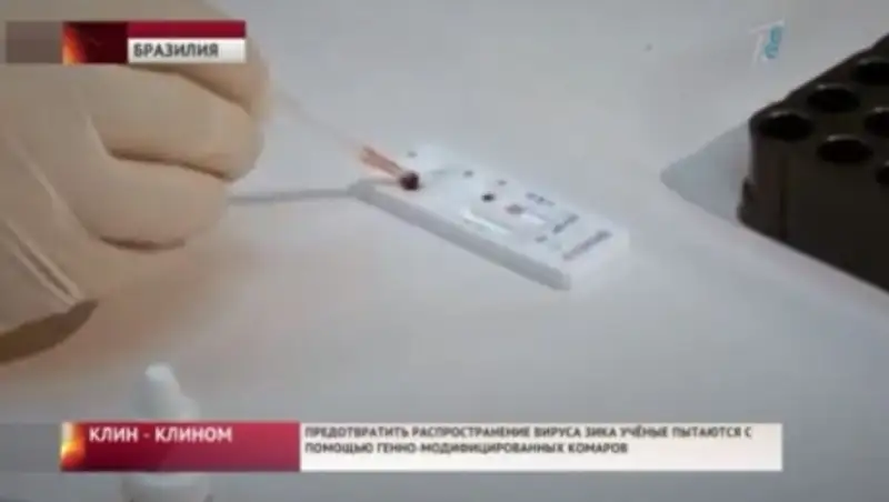 Вирус Зика планируют победить с помощью комаров-мутантов
