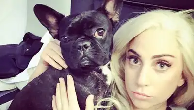 instagram.com/ladygaga, фото - Новости Zakon.kz от 25.02.2021 21:12