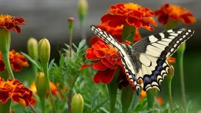 31tv.ru, фото - Новости Zakon.kz от 07.07.2018 09:30