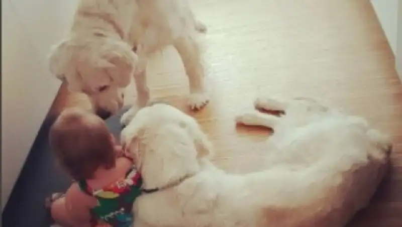 В США собаки помогли годовалой малышке устроить побег