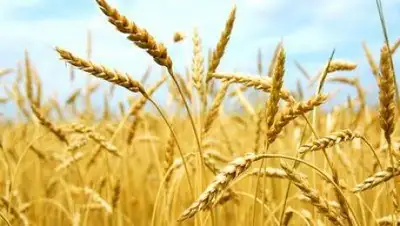 Zakon.kz, фото - Новости Zakon.kz от 17.10.2016 17:34