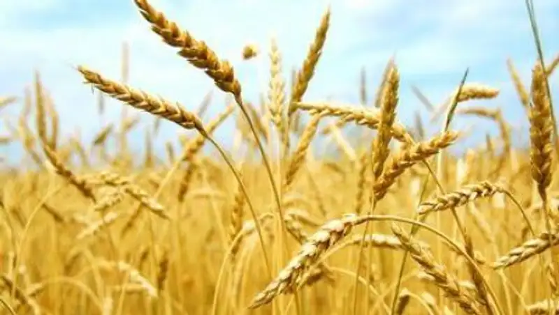 Аграрии ВКО собрали рекордный урожай зерновых