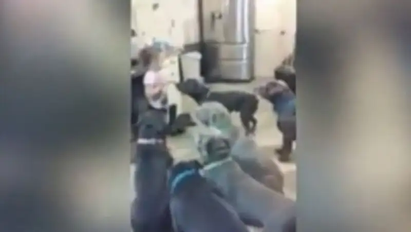 Видео с девочкой, кормящей шестерых питбулей, вызвало скандал в Сети