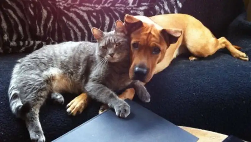 Коты и собаки, которые жить друг без друга не могут