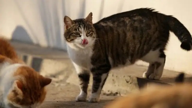 Одна из хабаровских живодерок помещена под домашний арест