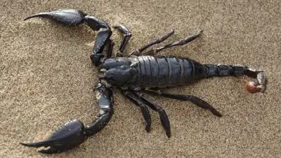 pixabay.com, фото - Новости Zakon.kz от 21.08.2021 18:18