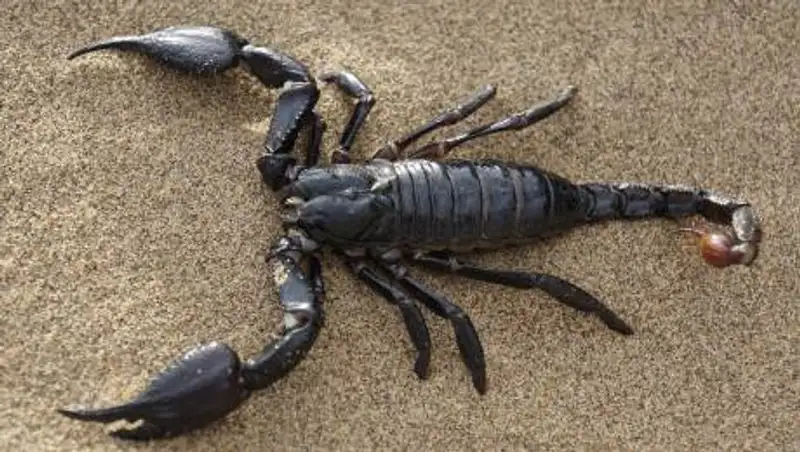 Скорпионы атакуют шымкентцев