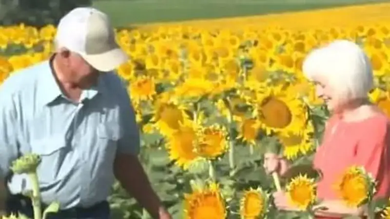 Американец подарил жене на золотую свадьбу целое поле подсолнухов