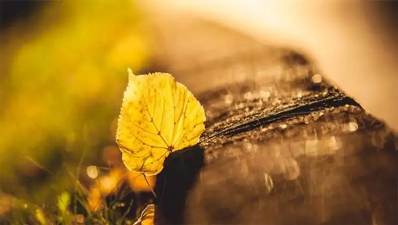 Дожди пройдут на западе и севере Казахстана в субботу