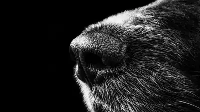 В Атырау живодеры насадили собаку на арматуру, фото - Новости Zakon.kz от 18.05.2023 09:35