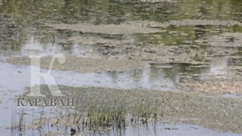 Аэропортовское озеро в Алматы превратилось в болото и свалку мусора