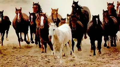 Zakon.kz, фото - Новости Zakon.kz от 08.11.2013 19:47