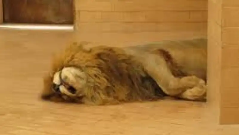 Датский зоопарк приглашает детей посмотреть на вскрытие льва