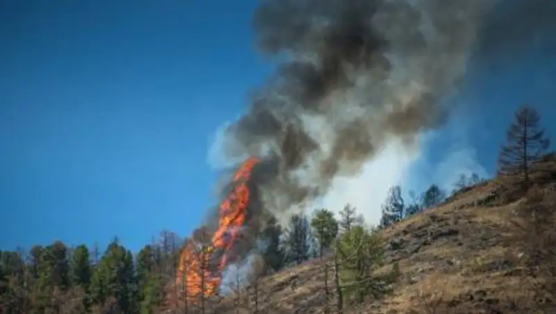 200 человек оштрафовали за розжиг костров в горах Алматы