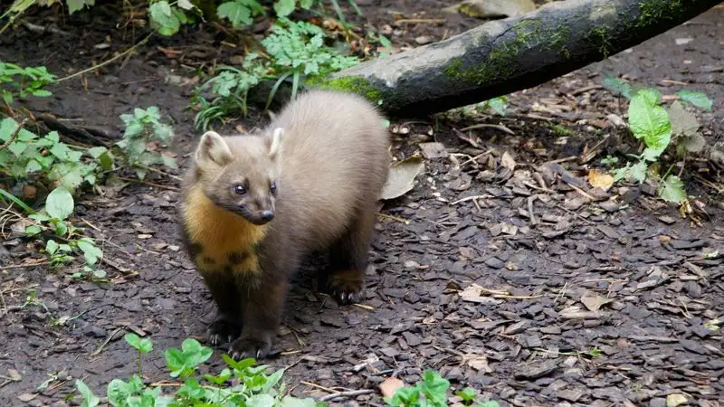 В Павлодарской области на камеру запечатлели редкое животное