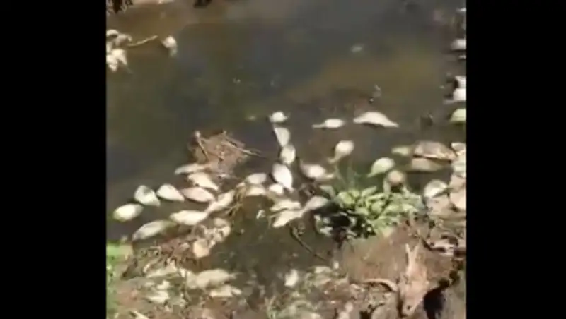 В Актюбинской области водохранилище усыпано мертвой рыбой