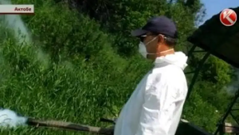 В Актобе нашествие опасных комаров