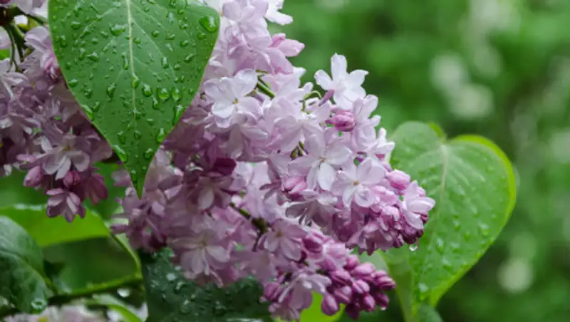 14 мая в Казахстане ожидаются дождь, усиление ветра и туман